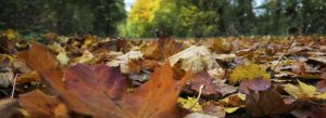 Les 5 sens de l&rsquo;automne