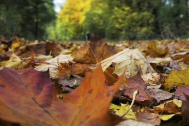 Les 5 sens de l’automne