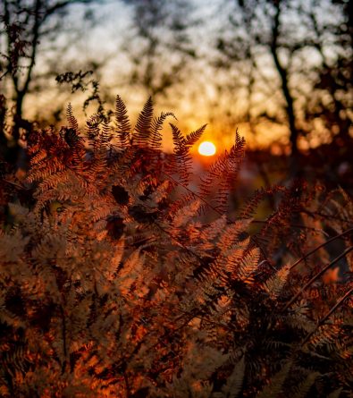 Circuit du Bois de Saint Michel