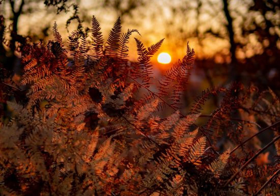 Circuit du Bois de Saint Michel