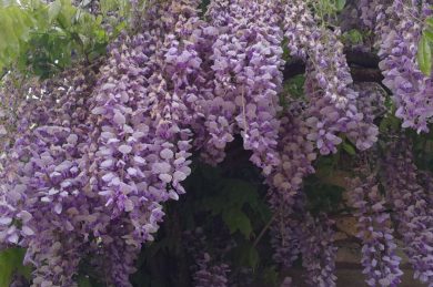 Chroniques d’une vie nouvelle – Episode 7