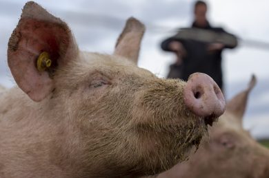 Copains comme cochon !