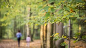 Promenons nous dans les bois