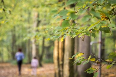 Promenons nous dans les bois