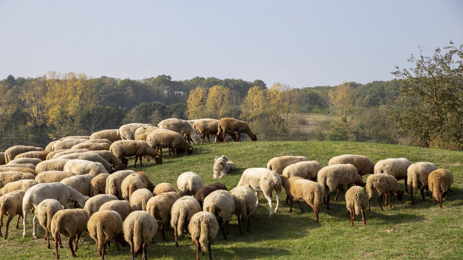 moutons evreux