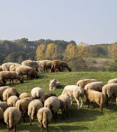 Sentier des Coteaux de St Michel