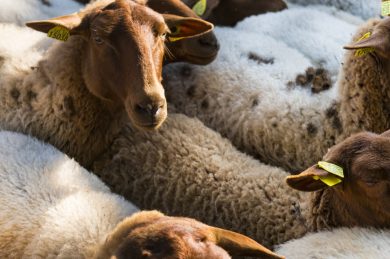 J’ai participé à la transhumance du troupeau municipal