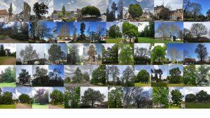 Un été auprès de mon arbre