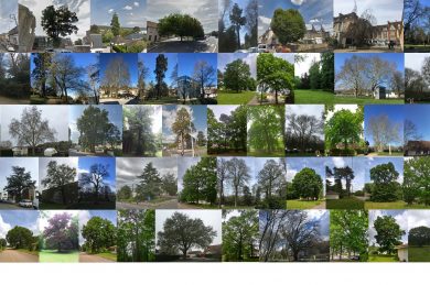 Un été auprès de mon arbre