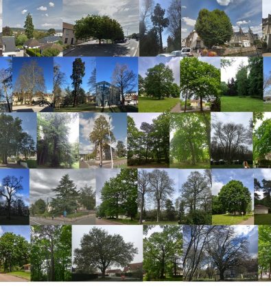 Un été auprès de mon arbre