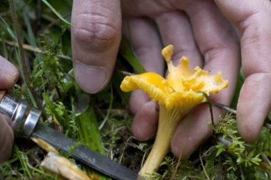 C’est le temps des champignons