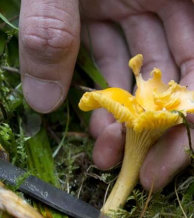 C’est le temps des champignons