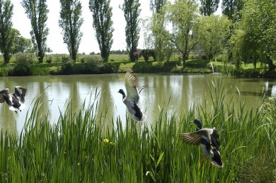 Evreux ou la vie cachée des mares