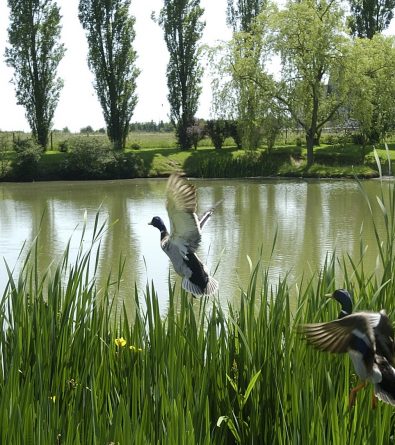 Evreux ou la vie cachée des mares