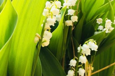 Chroniques d’une vie nouvelle – Episode 6