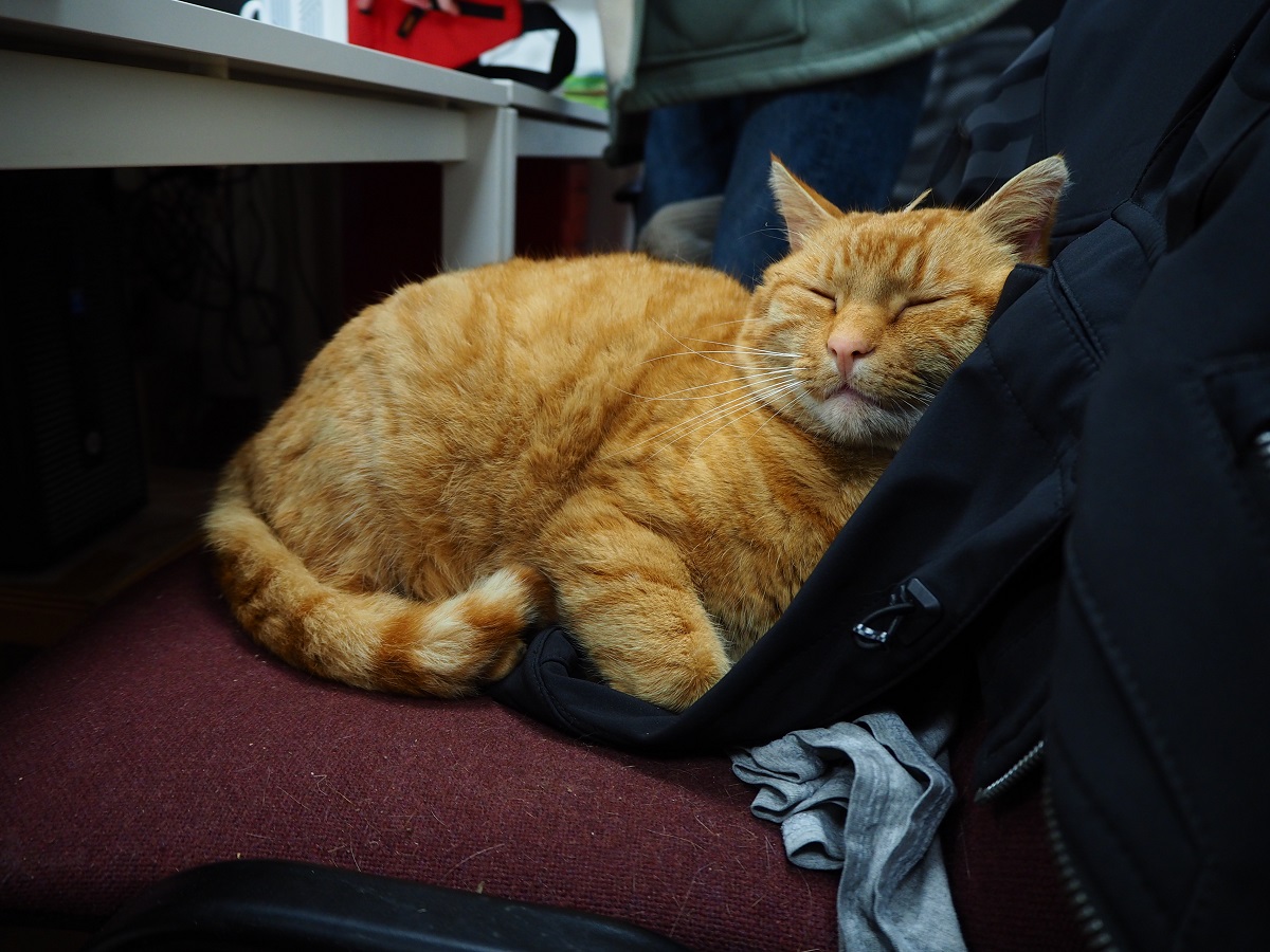 Smelly cats Club evreux