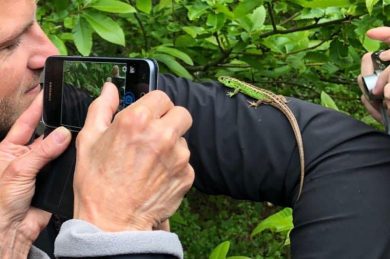 Alexandre, les chouettes et le faucon