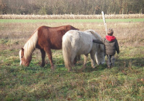 Les Poneys d’Alice