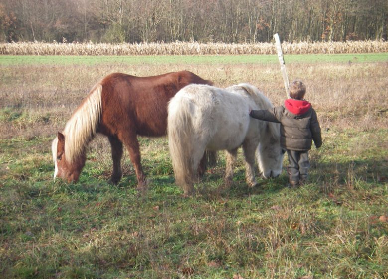 Les Poneys d’Alice