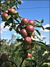 Cueillette et Marché de Pithienville