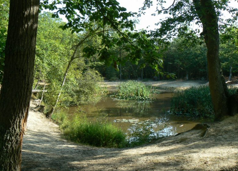 Découverte : Les animaux de la forêt