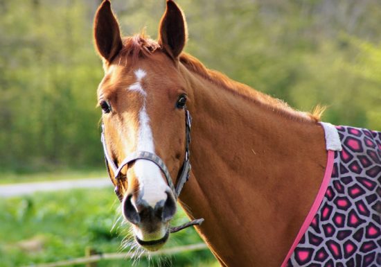 La Grange aux Poneys