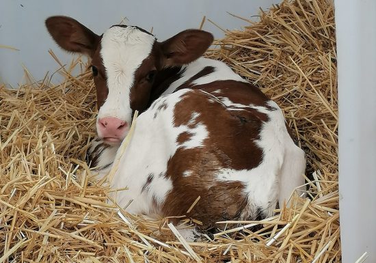 La Ferme de St Germain de Fresney
