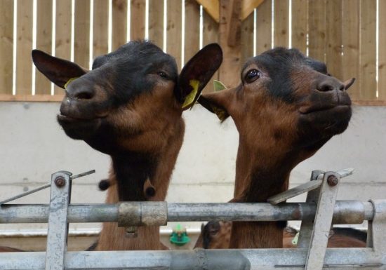 La Bikette Caugéenne