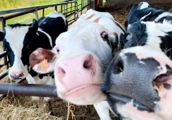 La Ferme de St Germain de Fresney